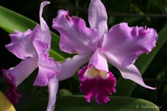 Arundina graminifolia